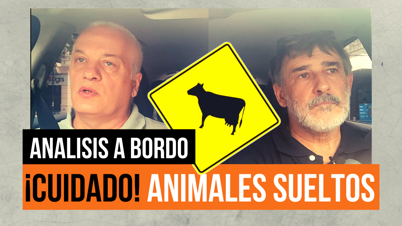 Los animales sueltos en una ruta o autopista siempre son un grave problema. Por eso junto al Ing. Fabián Pons, Presidente del OVILAM  (Observatorio Vial Latinoamericano), analizamos qué hacer  y que no hacer para evitar poner en serio riesgo nuestra vida.